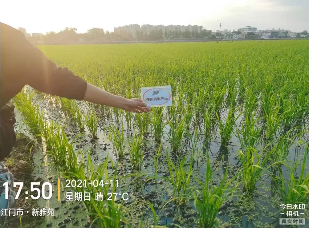 The Effect of Using Jinong Black Cyclone High Nitrogen Aerial Spray on Guangdong Rice(图3)