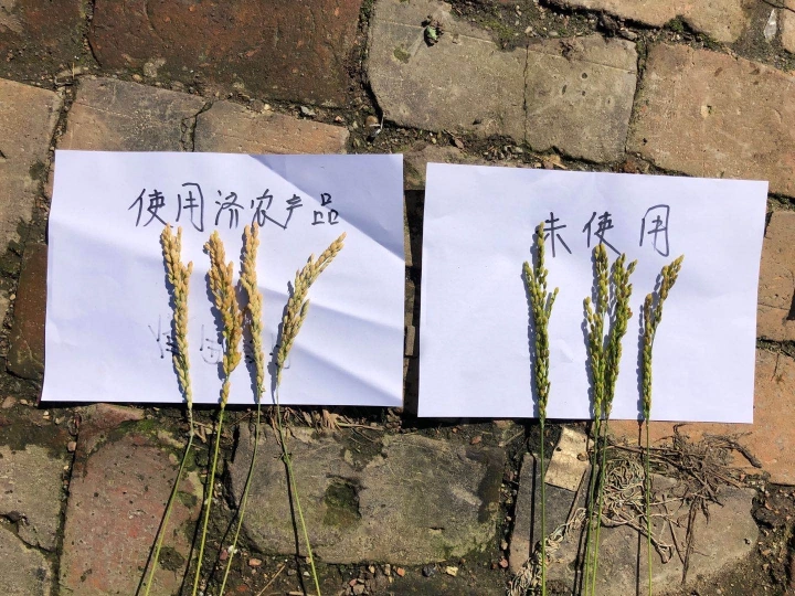 The Effect of Using Jinong Red Potassium Revitalization and Jinong Gold Boron in Heilongjiang Rice(图5)