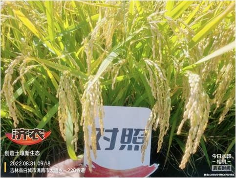 The Effect of Jilin Rice Using Jinong Red Potassium Revitalization and Jinong Tefei High Potassium(图4)