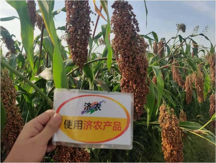 The effect of using Jinong red potassium to rejuvenate the new version of Mengcheng sorghum(图3)