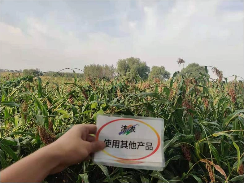 The effect of using Jinong red potassium to rejuvenate the new version of Mengcheng sorghum(图2)