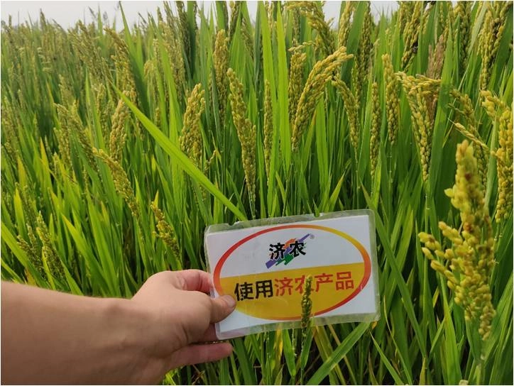 The Effect of Using Jinong Tefei High Potassium in Anhui Rice(图1)