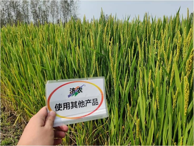 The Effect of Using Jinong Tefei High Potassium in Anhui Rice(图2)