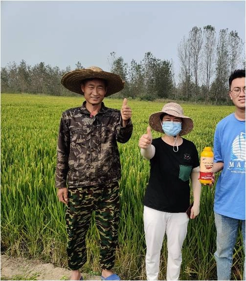 The Effect of Using Jinong Tefei High Potassium in Anhui Rice(图4)