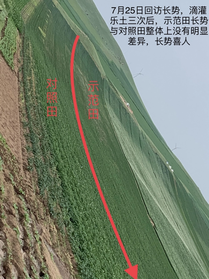 The effect of using Jinnong Letu for potatoes in saline alkali land(图2)