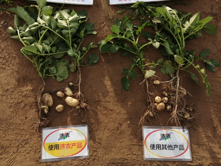 The effect of using Jinnong Letu for potatoes in saline alkali land(图4)