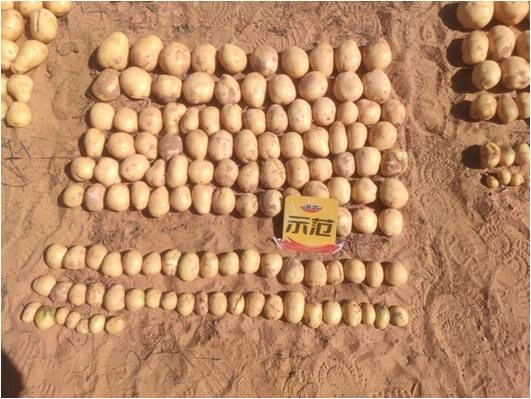 The effect of using Jinnong Letu for potatoes in northern Shaanxi(图2)