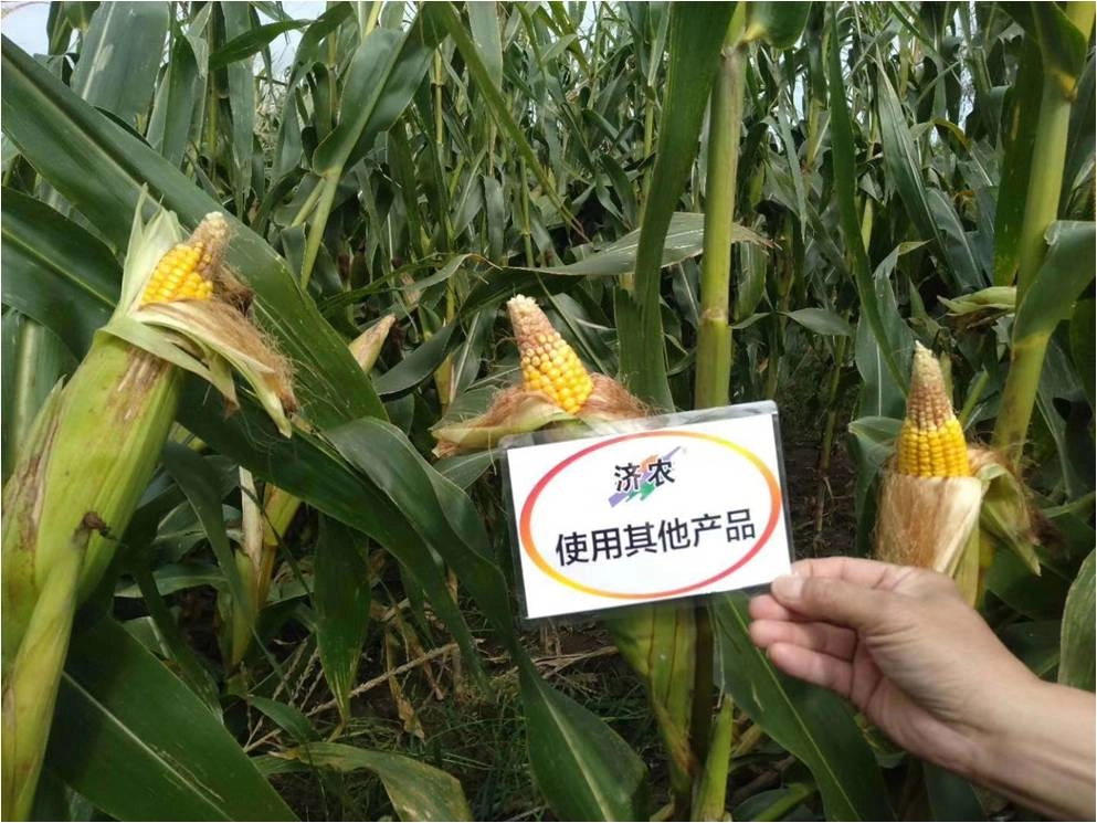 The effect of using Jinong Red Potassium Revitalization and Jinong Yuxi Le in Heilongjiang corn(图2)