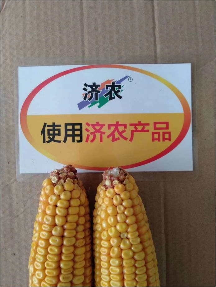 The effect of using Jinong Red Potassium Revitalization and Jinong Yuxi Le in Heilongjiang corn(图3)