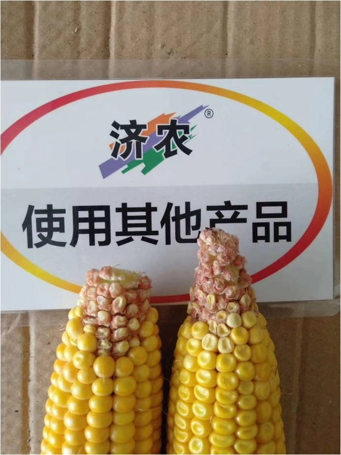 The effect of using Jinong Red Potassium Revitalization and Jinong Yuxi Le in Heilongjiang corn(图4)