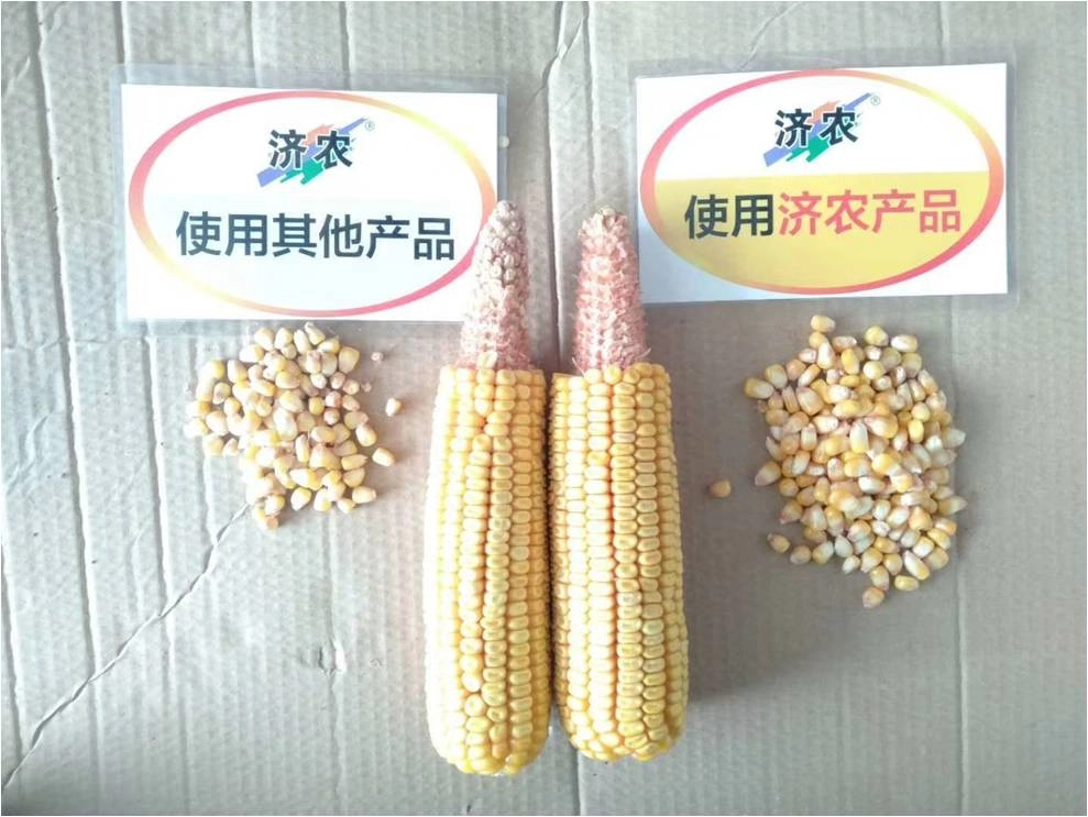 The effect of using Jinong Red Potassium Revitalization and Jinong Yuxi Le in Heilongjiang corn(图6)