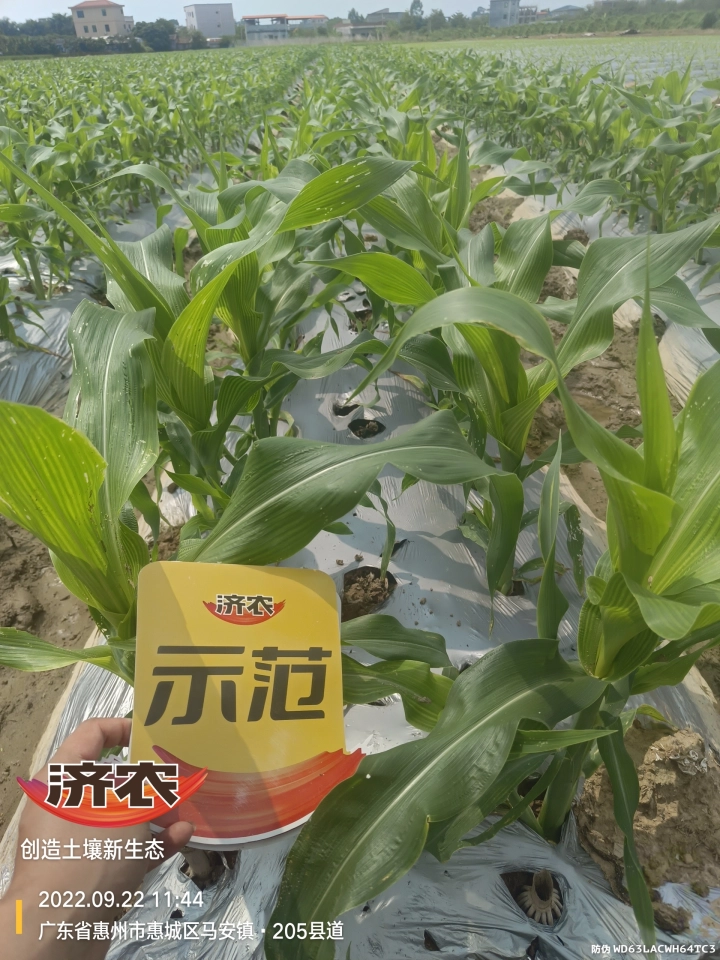 The effect of using Jinongle soil to irrigate the roots of Guangdong sweet corn(图6)