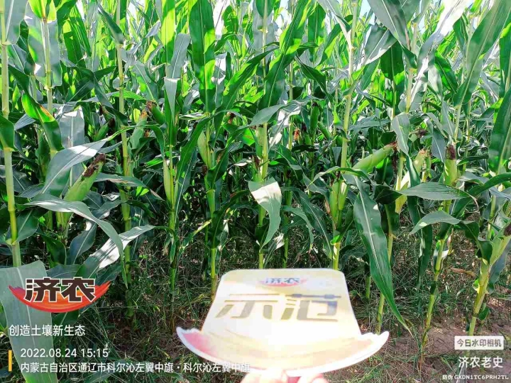 The Effect of Using Jinong Letu for Corn in Inner Mongolia 1(图1)