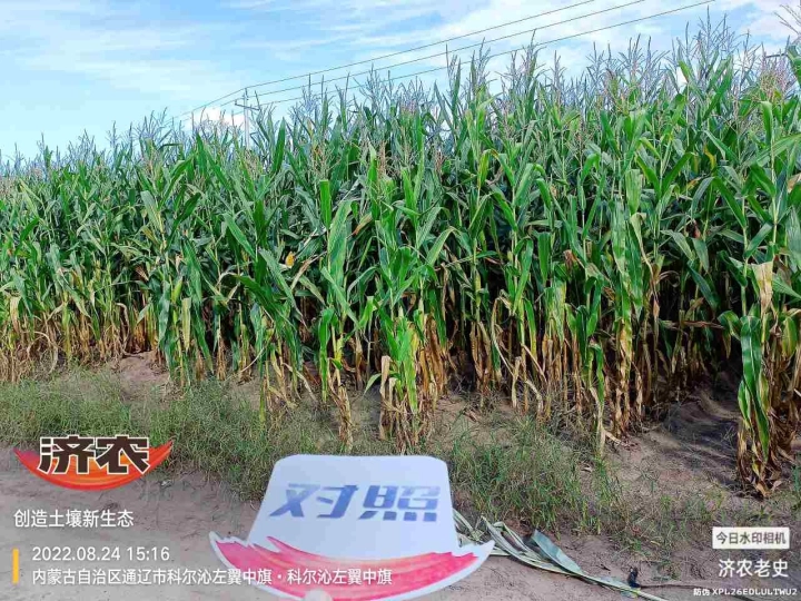 The Effect of Using Jinong Letu for Corn in Inner Mongolia 1(图2)