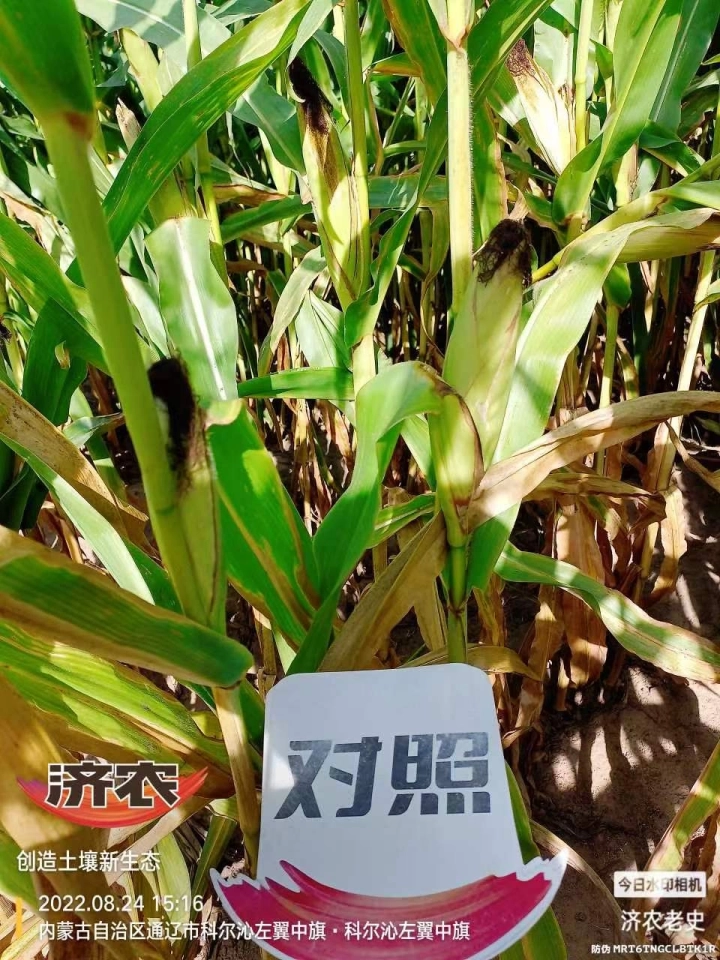 The Effect of Using Jinong Letu for Corn in Inner Mongolia 1(图4)