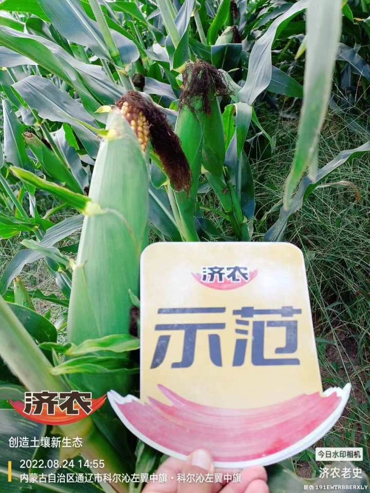 The Effect of Using Jinong Letu for Corn in Inner Mongolia 1(图5)