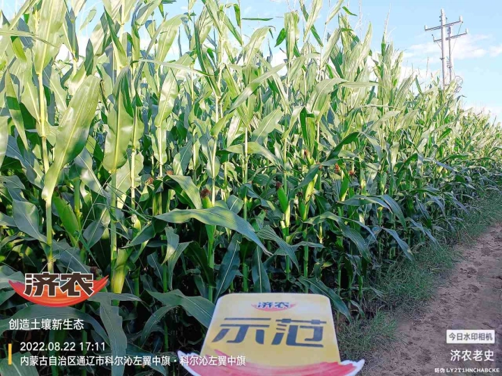 The Effect of Using Jinong Letu for Corn in Inner Mongolia 2(图2)