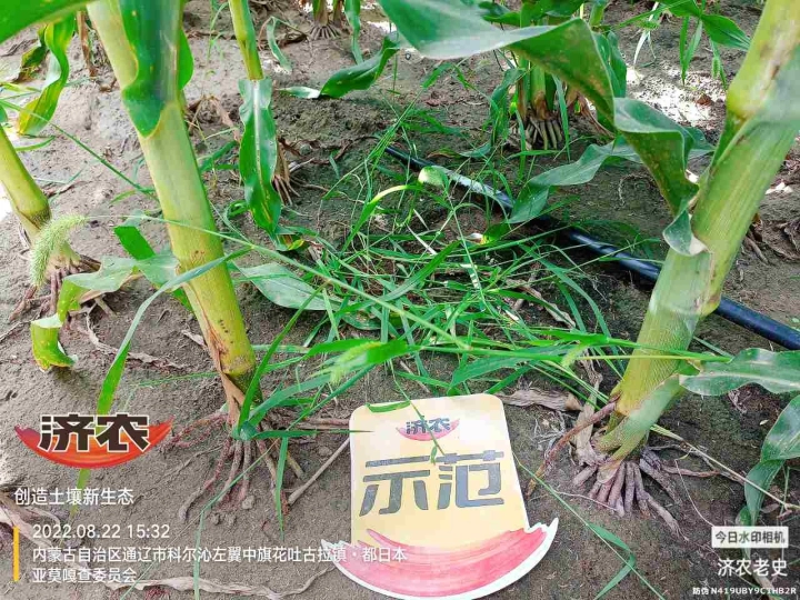 The Effect of Using Jinong Letu for Corn in Inner Mongolia 3(图2)