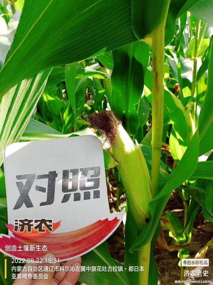 The Effect of Using Jinong Letu for Corn in Inner Mongolia 3(图5)