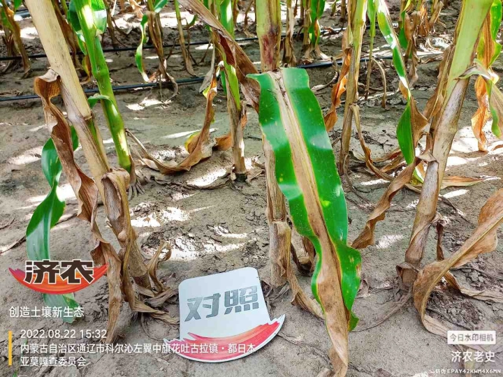 The Effect of Using Jinong Letu for Corn in Inner Mongolia 3(图3)