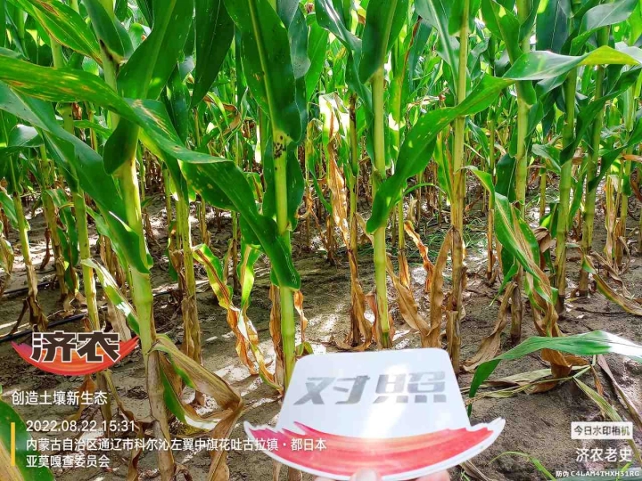 The Effect of Using Jinong Letu for Corn in Inner Mongolia 3(图7)