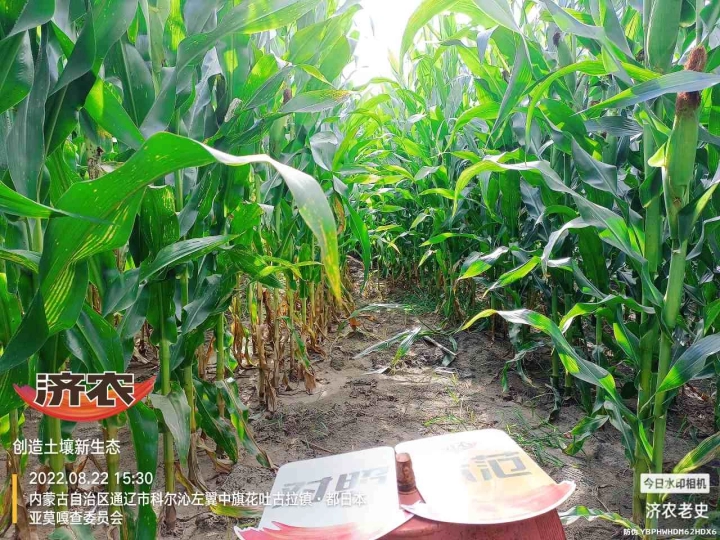 The Effect of Using Jinong Letu for Corn in Inner Mongolia 3(图8)