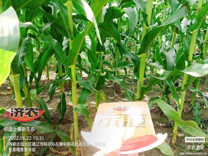 The Effect of Using Jinong Letu for Corn in Inner Mongolia 3(图6)