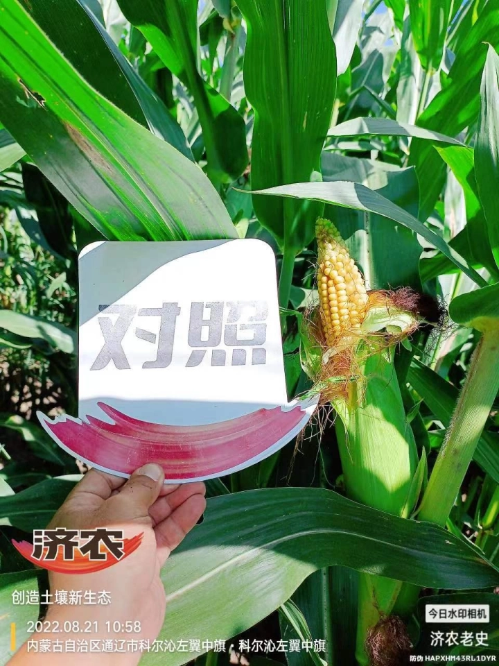 The Effect of Using Jinong Letu for Corn in Inner Mongolia 4(图2)