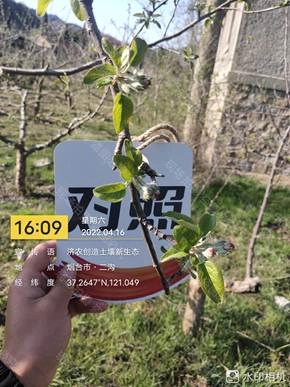 The Effect of Using Jinong Letu to Apply Bottom Fertilizer Without Ditching for Apple in Yantai 1(图2)