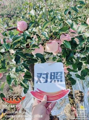 The Effect of Using Jinong Letu Irrigation for Yantai Apples 1(图3)