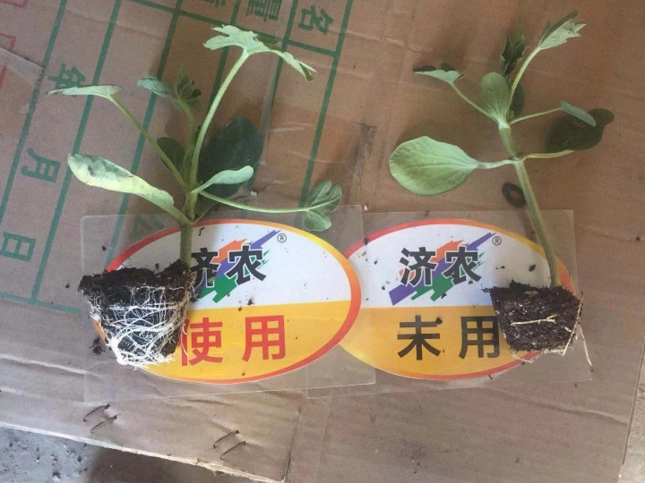 The rooting effect of using Jinong Lehuo combination on selenium sand melon seedlings in Ningxia(图1)