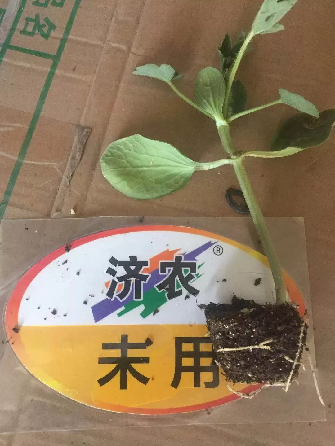 The rooting effect of using Jinong Lehuo combination on selenium sand melon seedlings in Ningxia(图3)