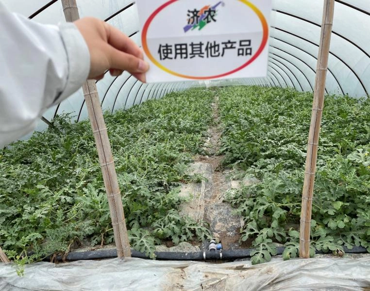 The Jumping Vine Effect of Zhejiang Watermelon after Using Jinong Letu(图2)