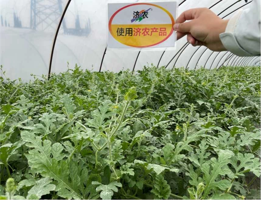 The Jumping Vine Effect of Zhejiang Watermelon after Using Jinong Letu(图3)