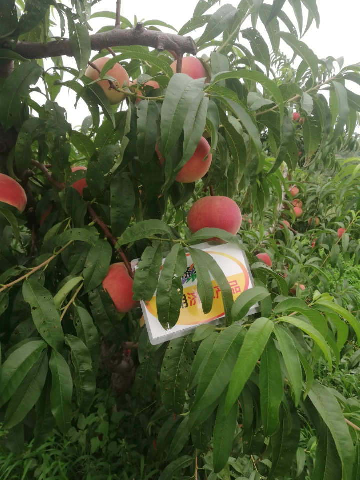 The effect of using Jinong red potassium to rejuvenate the new version of Liaoning peaches(图1)