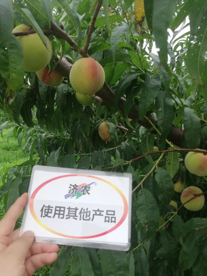 The effect of using Jinong red potassium to rejuvenate the new version of Liaoning peaches(图2)