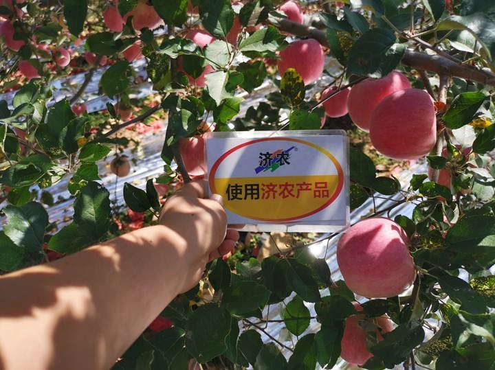 The Effect of Using Jinong Letu+Jinong Black Cyclone High Nitrogen Type for Shaanxi Apples(图3)