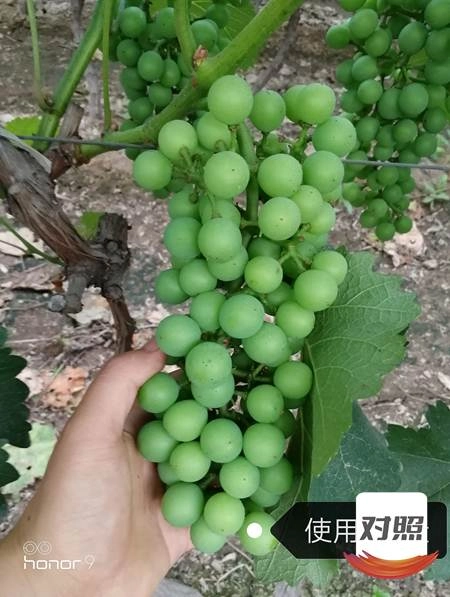 The Effect of Grape Use in Huxian County to Promote Agriculture and Recreation(图2)