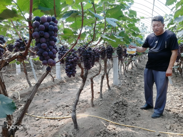 The Effect of Grape Use in Huxian County to Promote Agriculture and Recreation(图4)