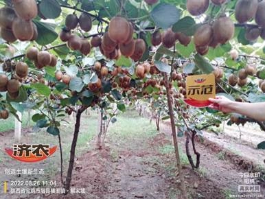 The effect of using Jinong Letu on kiwifruit in Meixian County 2(图1)