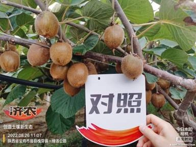 The effect of using Jinong Letu on kiwifruit in Meixian County 2(图4)