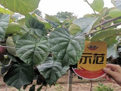 The effect of using Jinong Letu on kiwifruit in Meixian County 2(图5)