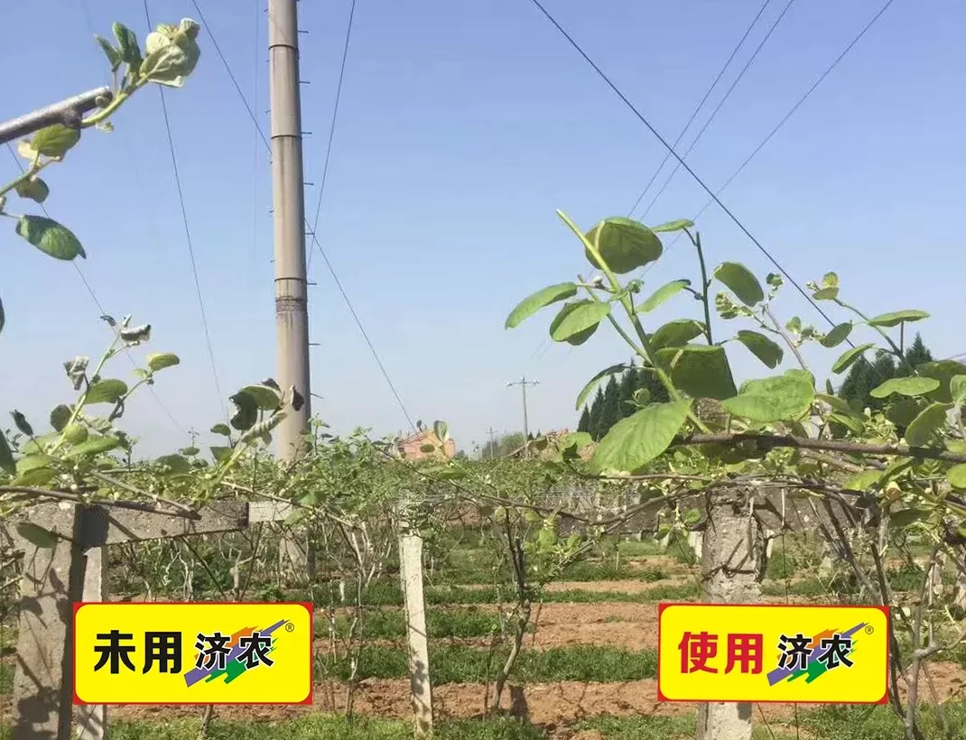 The effect of using Jinong Letu and Jinong Root Qiaoqiao to resist freezing in kiwifruit from Zhouzhi(图1)