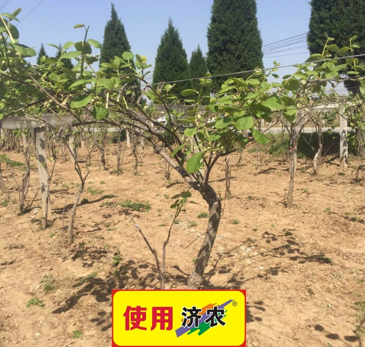 The effect of using Jinong Letu and Jinong Root Qiaoqiao to resist freezing in kiwifruit from Zhouzhi(图2)