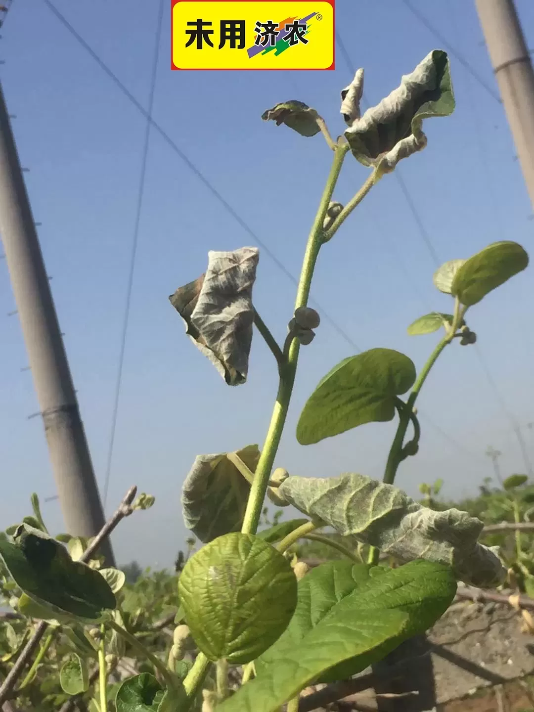 The effect of using Jinong Letu and Jinong Root Qiaoqiao to resist freezing in kiwifruit from Zhouzhi(图5)