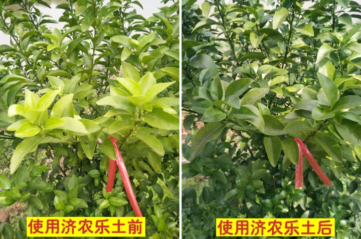 The effect of using Jinong Letu to alleviate yellowing in Guangxi Sugar Orange 1(图3)