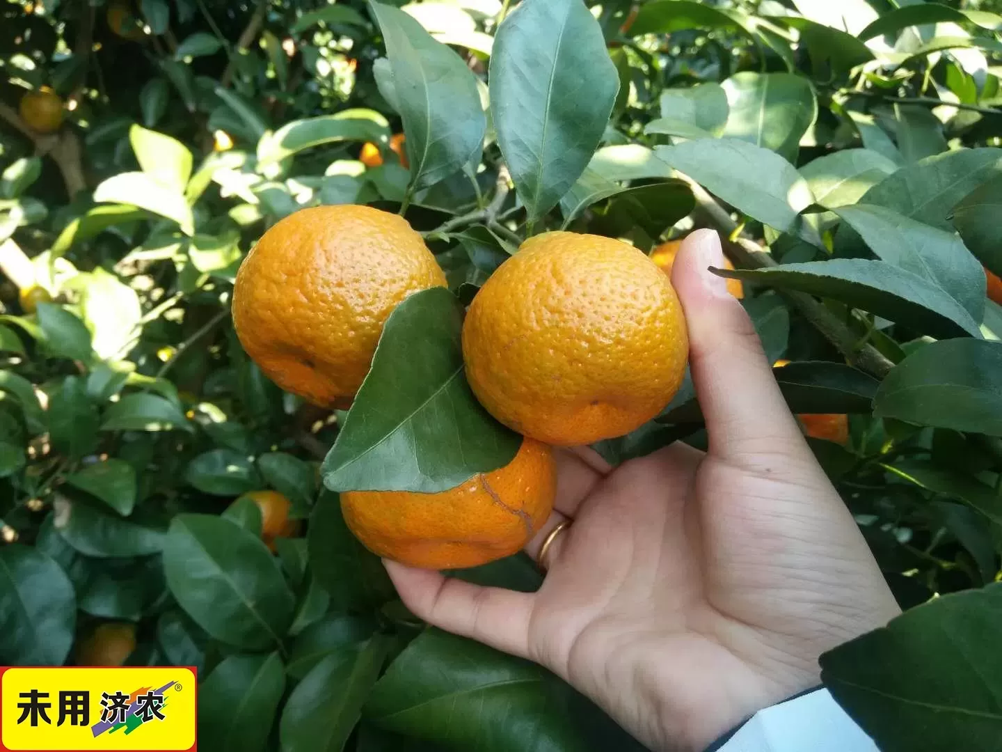 The Effect of Using Jinong 800 Coloring on Guangxi Sugar Orange(图2)