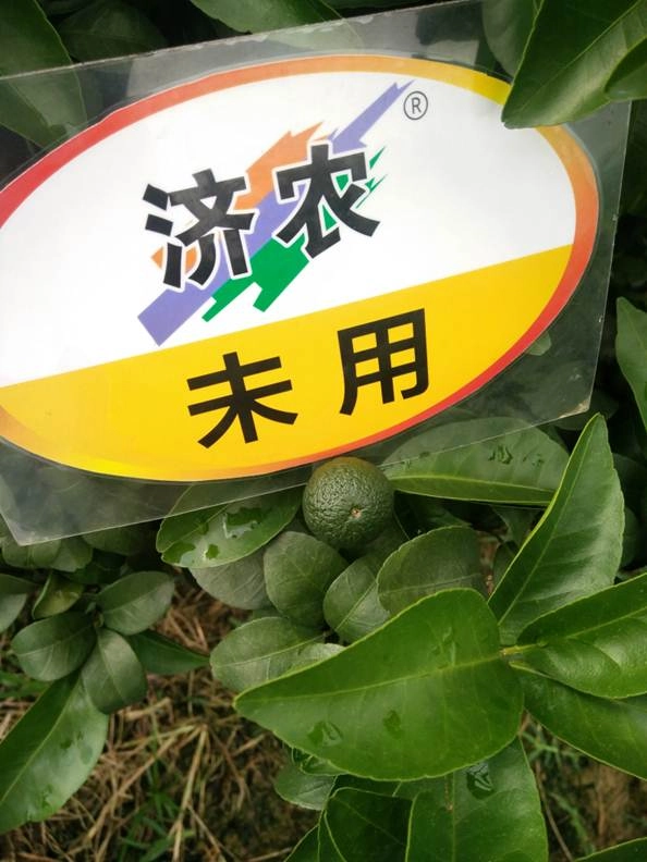 The Effect of Using Jinong 800 to Preserve Fruits in Guangxi Sugar Orange(图2)