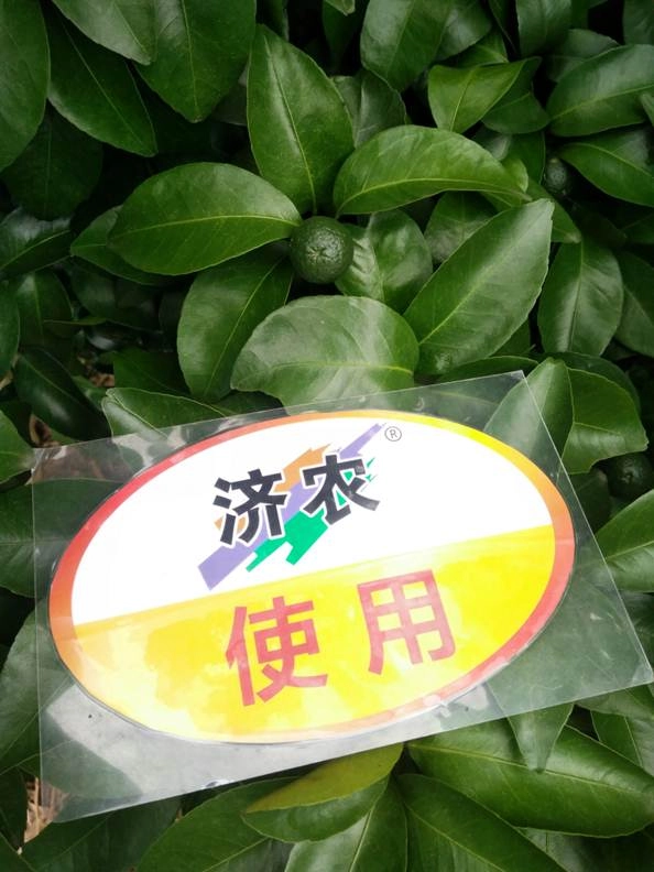 The Effect of Using Jinong 800 to Preserve Fruits in Guangxi Sugar Orange(图1)