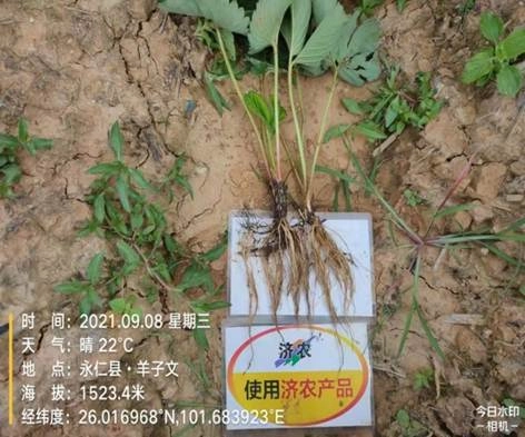 The effect of using Jinong Letu to slow down the seedlings of Yunnan strawberries(图3)